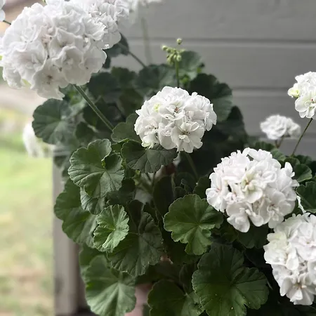 Ваканционна къща La Veranda